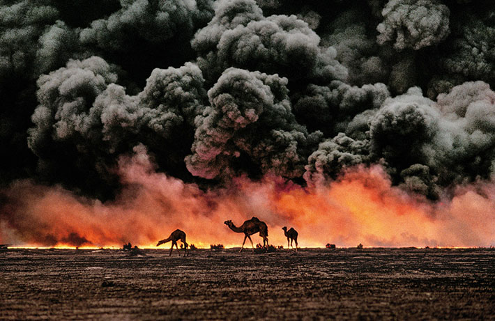 Cammelli e giacimenti di petrolio, Kuwait, 1991